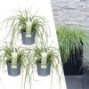 Carex hachijoensis 'Evergold' | 3 stuks