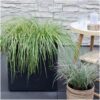Carex hachijoensis 'Evergold' | 3 stuks