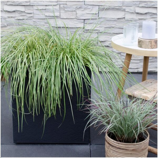 Carex hachijoensis 'Evergold' | 3 stuks