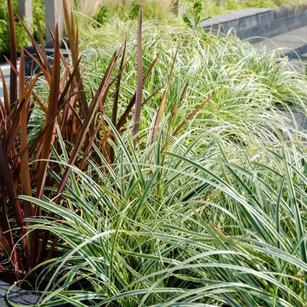 Carex hachijoensis 'Evergold' | 3 stuks