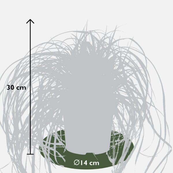 Carex hachijoensis 'Evergold' | 3 stuks