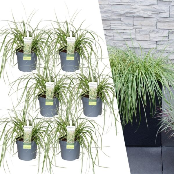 thumbnail_6000-79.jpg Carex hachijoensis 'Evergold' | 6 stuks