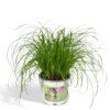 Cyperus Alternifolius  - Kattengras