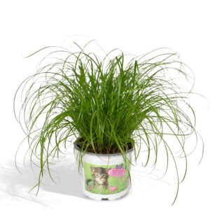 thumbnail_6000-161.jpg Cyperus Alternifolius - Kattengras