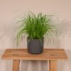 Cyperus Alternifolius  - Kattengras