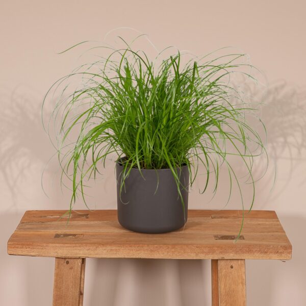 thumbnail_6000-162.jpg Cyperus Alternifolius - Kattengras