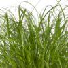 Cyperus Alternifolius  - Kattengras