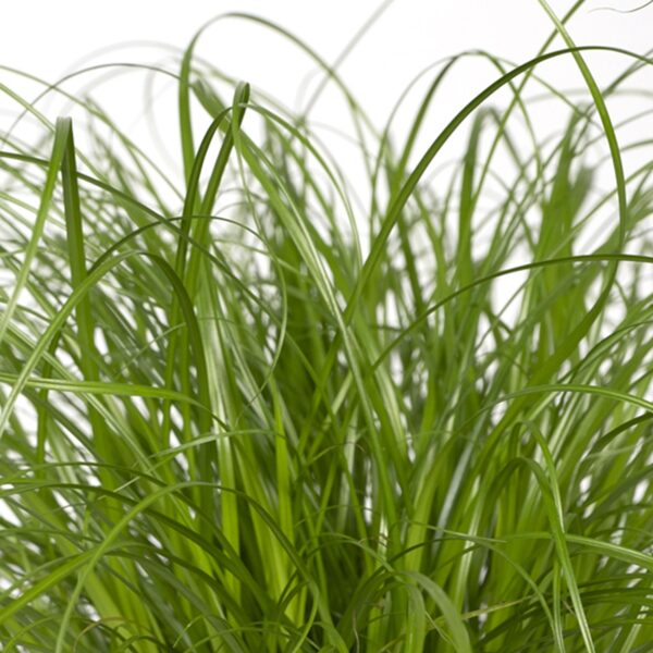 thumbnail_6000-163.jpg Cyperus Alternifolius - Kattengras