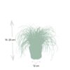 Cyperus Alternifolius  - Kattengras