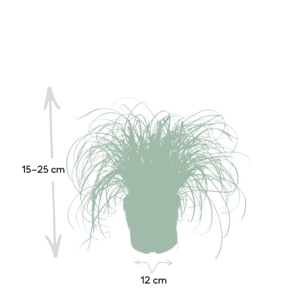 thumbnail_6000-164.jpg Cyperus Alternifolius - Kattengras