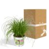 Cyperus Alternifolius  - Kattengras
