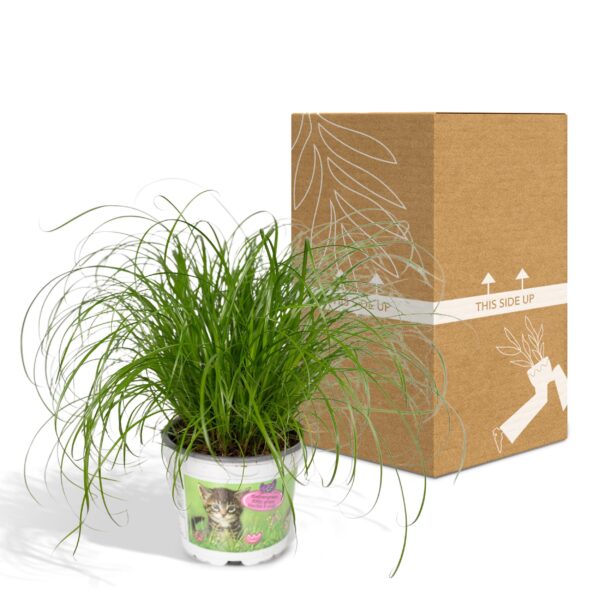 thumbnail_6000-165.jpg Cyperus Alternifolius - Kattengras