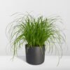 Cyperus Alternifolius  - Kattengras