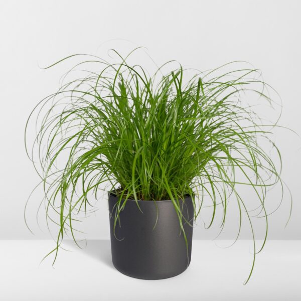 thumbnail_6000-168.jpg Cyperus Alternifolius - Kattengras