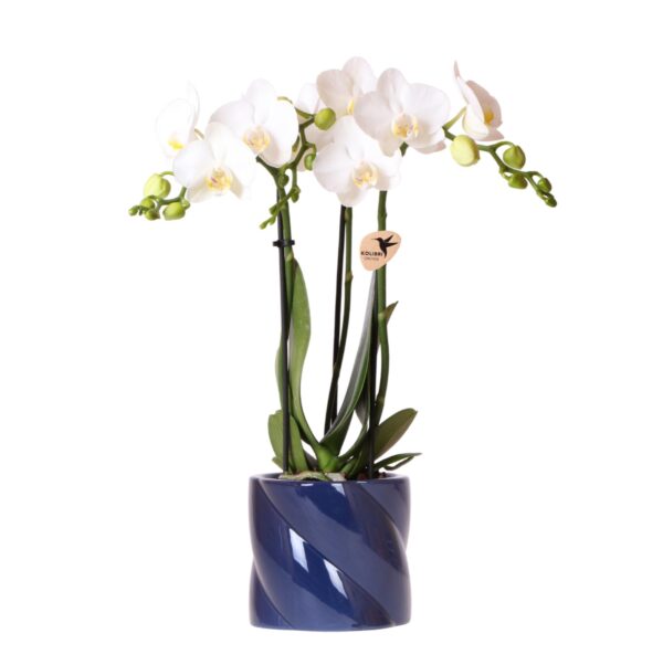 thumbnail_6000-85.jpg Witte orchidee Amabilis in Candy sierpot blauw