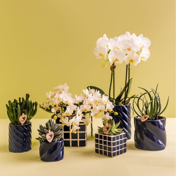 thumbnail_6000-87.jpg Witte orchidee Amabilis in Candy sierpot blauw