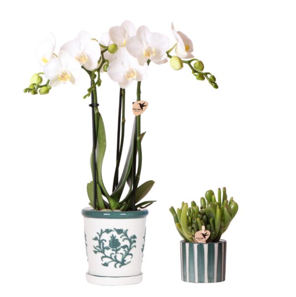thumbnail_6000-2654.jpg Set van witte orchidee Amabilis in Malaga pot en succulent in Painted Stripe pot groen