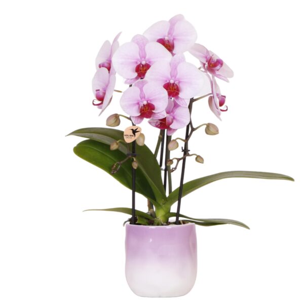 thumbnail_6000-2690.jpg Roze orchidee Niagara Falls in Gradience sierpot roze