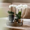 Gift set Home Hub | Plantenset met Phalaenopsis Orchidee en Succulenten incl. keramieken sierpotten