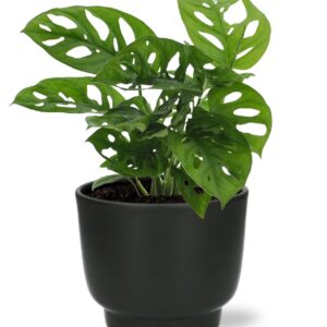 Monstera Monkey Leaf in Potenza pot zwart
