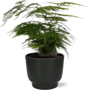 Asparagus Setaceus in Potenza pot zwart