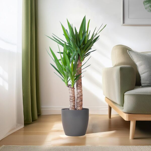 thumbnail_6000-2760.jpg Yucca Elephantipes met Viber zwart