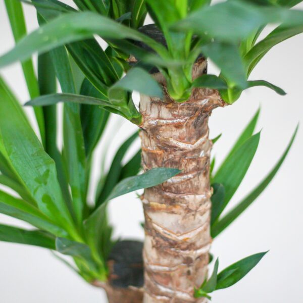 thumbnail_6000-2761.jpg Yucca Elephantipes met Viber zwart