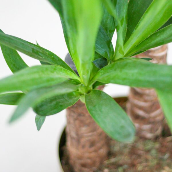 thumbnail_6000-2762.jpg Yucca Elephantipes met Viber zwart