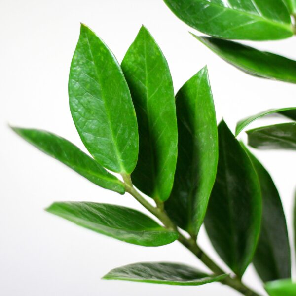 thumbnail_6000-2870.jpg Zamioculcas Zamiifolia met Viber wit