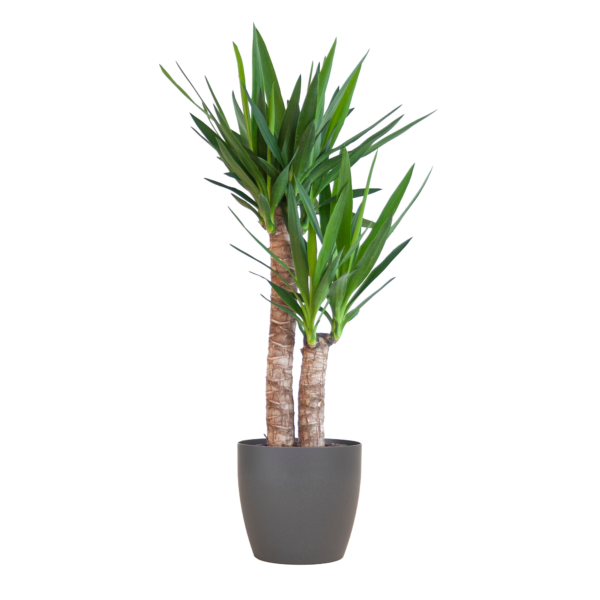 thumbnail_6000-371.png Yucca Elephantipes met Viber zwart