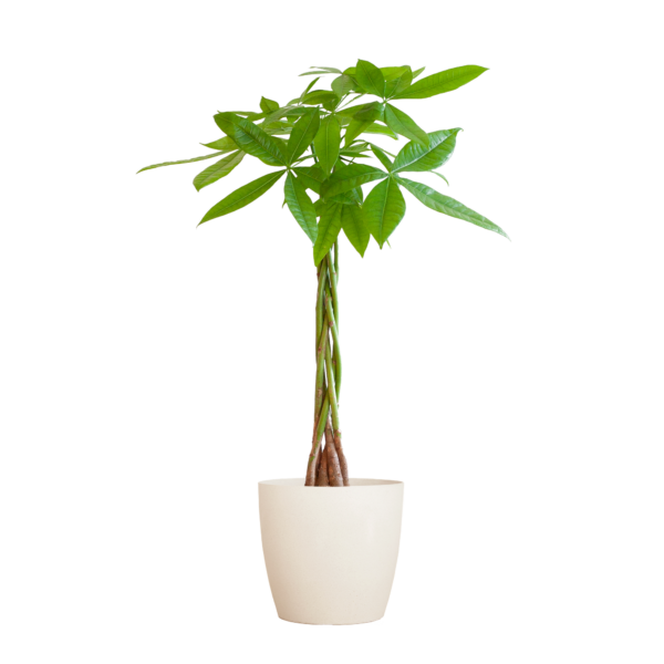 thumbnail_6000-421.png Pachira Aquatica met Viber wit