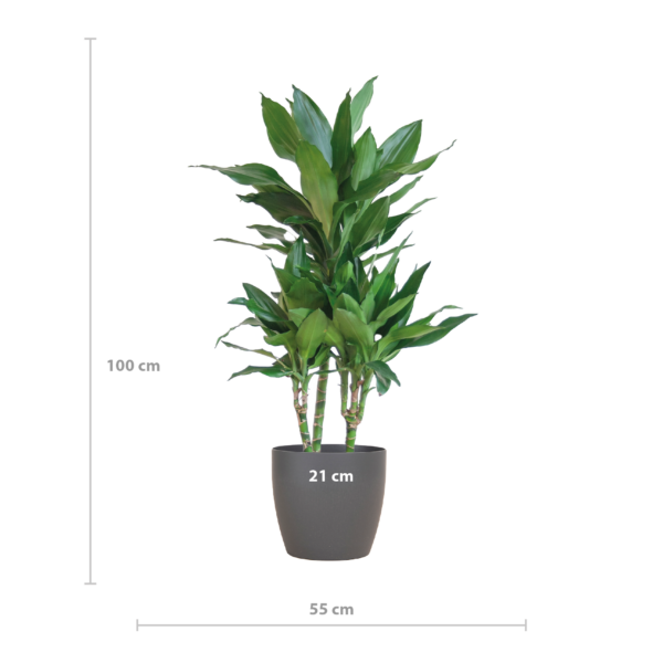 Dracaena Janet Lindt met Viber grijs