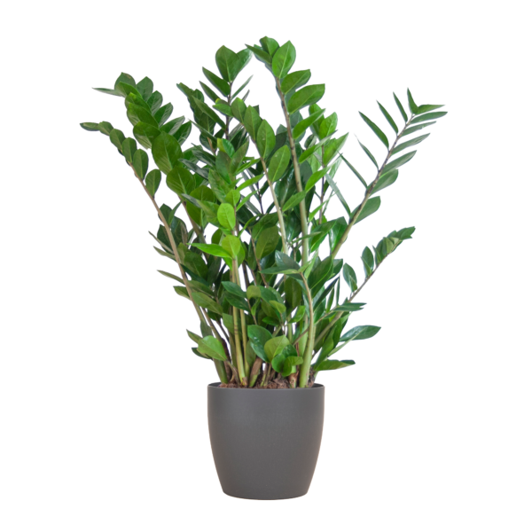 thumbnail_6000-465.png Zamioculcas Zamiifolia met Viber grijs