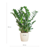 Zamioculcas Zamiifolia met Viber wit