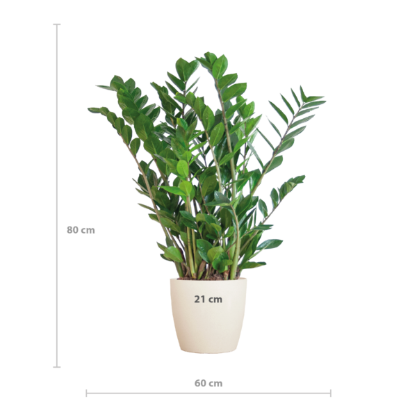 thumbnail_6000-466.png Zamioculcas Zamiifolia met Viber wit