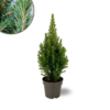 Picea glauca Perfecta - Mini kerstboom - Spar