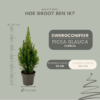 Picea glauca Perfecta - Mini kerstboom - Spar
