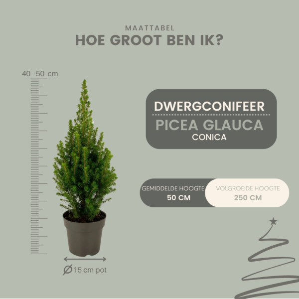 thumbnail_6000-48.png Picea glauca Perfecta - Mini kerstboom - Spar