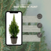 Picea glauca Perfecta - Mini kerstboom - Spar