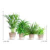 Diervriendelijke plantenset met Lissabon mand