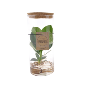 thumbnail_6000-503.png Clusia In Tube Glas Medium