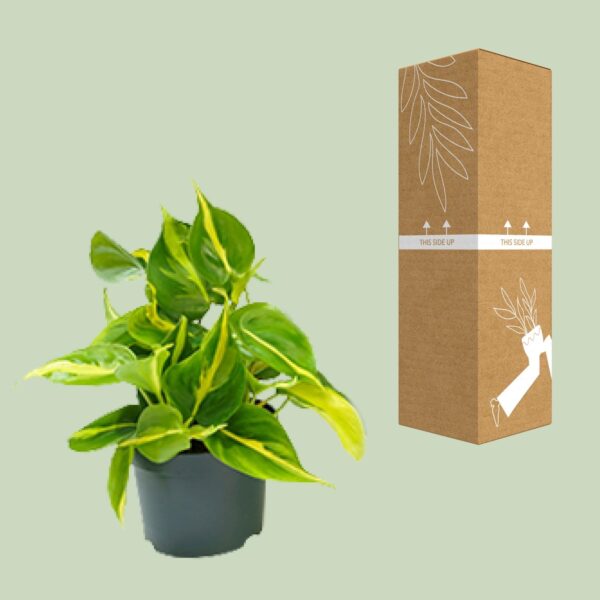 thumbnail_6000-57.jpg Philodendron Scandens Brasil