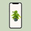 Philodendron Scandens Brasil