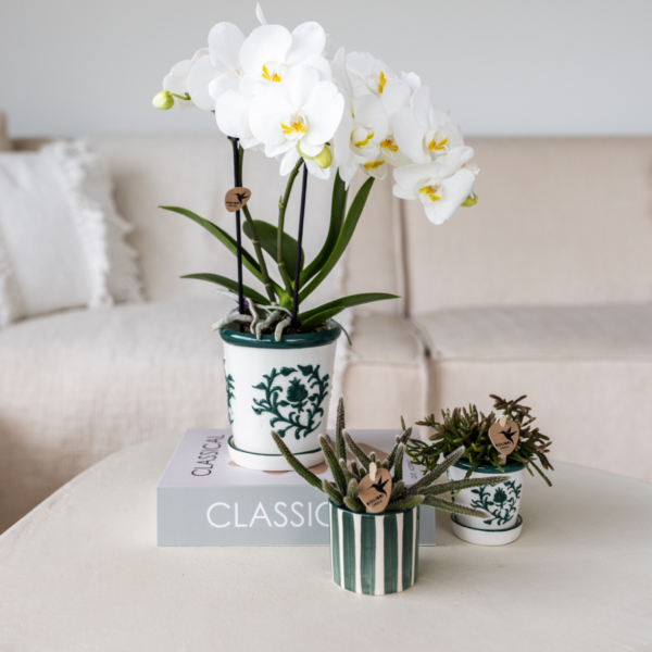 thumbnail_6000-59.png Set van witte orchidee Amabilis in Malaga pot en succulent in Painted Stripe pot groen