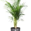 Dypsis Lutescens (Areca) in pot Brussels antraciet
