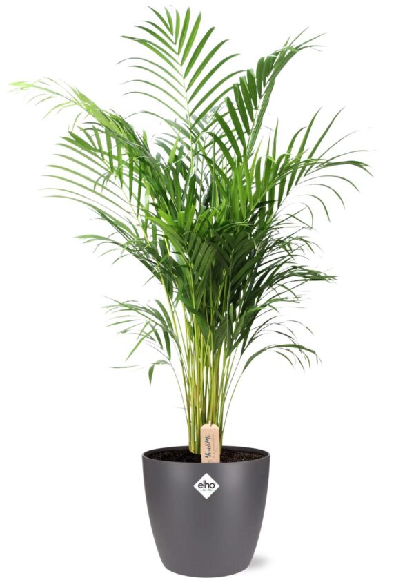 thumbnail_6000-12.jpg Dypsis Lutescens (Areca) in pot Brussels antraciet