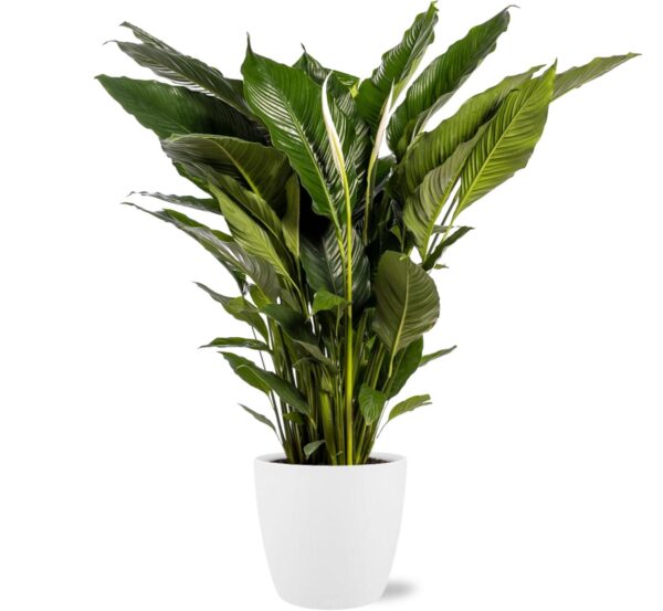 Spathiphyllum Sweet Sebastiano in pot Brussels wit