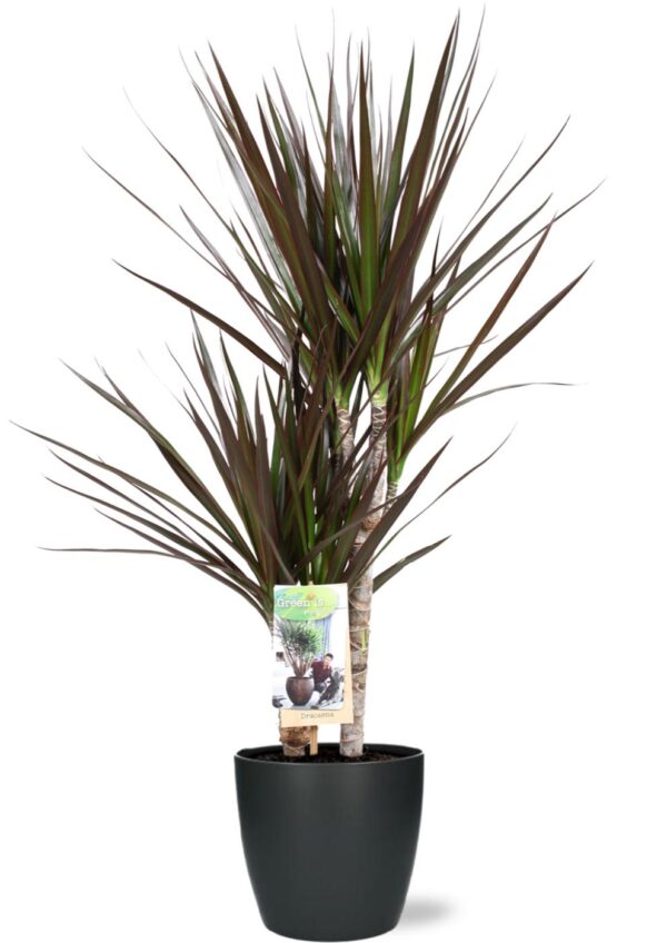 Dracaena Magenta in pot Brussels antraciet