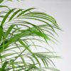 Areca Palm (dypsis) XL met mand Torun