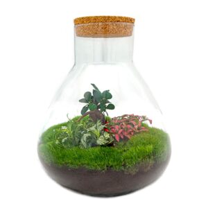 Sam XL Bonsai